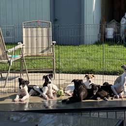 Golden Retriever and Greyhound Puppies from K and E Kennels