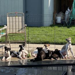Golden Retriever and Greyhound Puppies from K and E Kennels