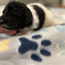 Goldendoodle and Poodle Puppies from Southern Stroll Poodles & Doodles