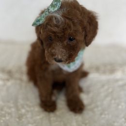 Goldendoodle and Poodle Puppies from French Creek Doodles