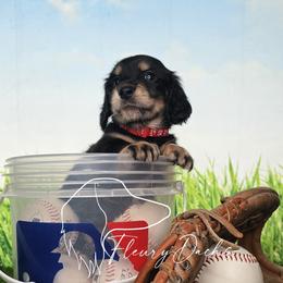 OG1-1 (Red collar) - Black and cream male Dachshund puppy in Martin City, Montana from FleuryDachs