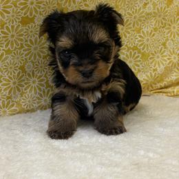 Winston - Blue and gold male Yorkshire Terrier puppy in Monticello, Iowa from Ashley’s Puppies