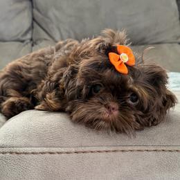 Evie - Chocolate and tan female Shih Tzu puppy in Connersville, Indiana from Royal Blossom Shihtzus