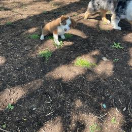 Eevee - Red tri-color female Australian Shepherd puppy in Kenosha, Wisconsin from Out of this World Aussies