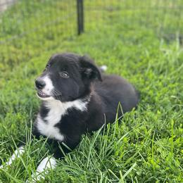 Sunny - Black and white female Border Collie puppy in Grover Hill, Ohio from Heritage Border Collies