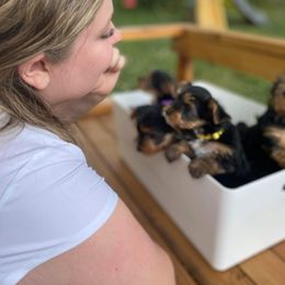 Yorkshire Terrier Puppies from Elaine’s Pup Co.