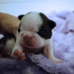 Hazel - Black and white female Boston Terrier puppy in Pasadena, Maryland from Promise Land