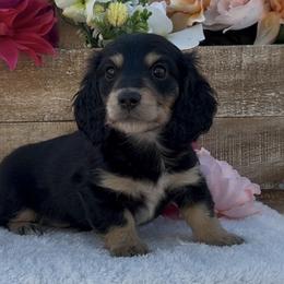 Mouse - Black and cream male Dachshund puppy in Desloge, Missouri from Snows Doxies