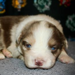 Oregano - Red merle male Australian Shepherd puppy in El Dorado Springs, Missouri from HP Aussie Kennels
