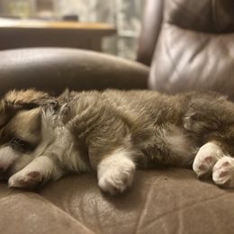 Pembroke Welsh Corgi Puppies from At Ease Acres