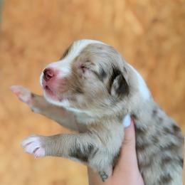 Prissy AKC - Red merle female Australian Shepherd puppy in Polk City, Florida from Skaky Shepherds