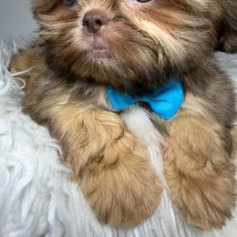 Bentley - Liver male Shih Tzu puppy in Coolidge, Arizona from Shih Tzu’s  ‘N’ Love