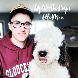 Elle Mae - Sheepadoodle