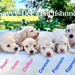 Cannoli - Cream male Dachshund puppy in Augusta, Arkansas from Savvy-Dee's Dachshunds