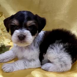 Hunter - Liver male Miniature Schnauzer puppy in San Augustine, Texas from My Little Schnauzer Pals