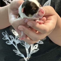 Yorkshire Terrier Puppies from Snacksville Yorkies