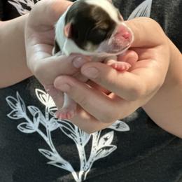 Yorkshire Terrier Puppies from Snacksville Yorkies