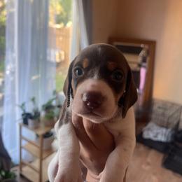 Chocolate Pie - Piebald male Dachshund puppy in Yuba City, California from The Navarro Furbabies