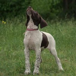Chesapeake Bay Retriever and German Shorthaired Pointer Puppies from Northern Odyssey Gun Dogs