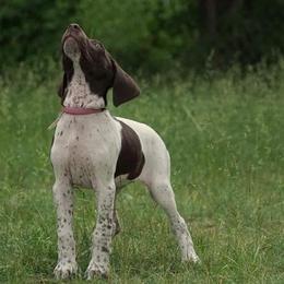 Chesapeake Bay Retriever and German Shorthaired Pointer Puppies from Northern Odyssey Gun Dogs