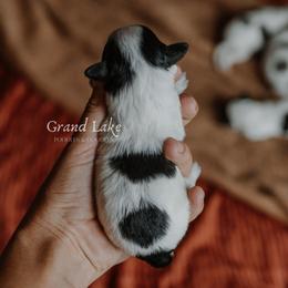 Hunter - Parti male Schnoodle puppy in Grove, Oklahoma from Grand Lake Poodles & Doodles