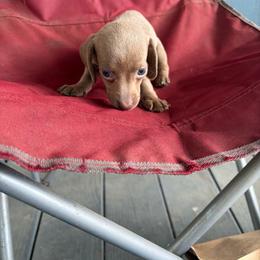 Klee - Fawn (isabella) and tan female Dachshund puppy in Conroe, Texas from Dots Dachshunds