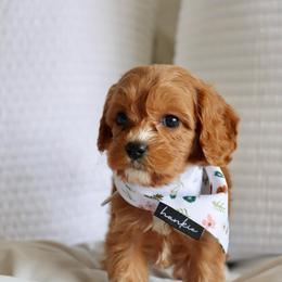 Rosie - Red female Cavapoo puppy in Vineyard, Utah from Pitter Patter Puppies