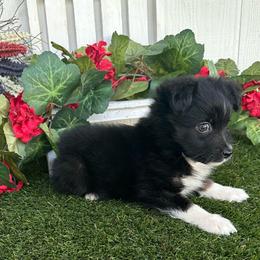 Valor - Black tri male Miniature Australian Shepherd puppy in Granbury, Texas from Texas Miniature Aussies