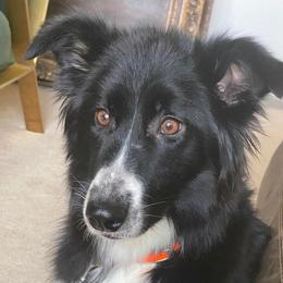 Lady - Australian Shepherd