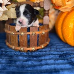 Blaze - Parti male Yorkshire Terrier puppy in Howe, Oklahoma from Ray Holder