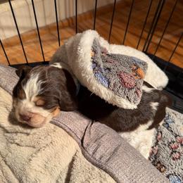 Fiesta (turquoise collar) - Tri-Roan female English Springer Spaniel puppy in Statesville, North Carolina from Rockin’ Slow Farms