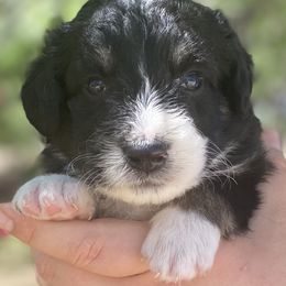 Boy 1 - Aussiedoodle puppy in Clyde, Texas from W7 Doodles