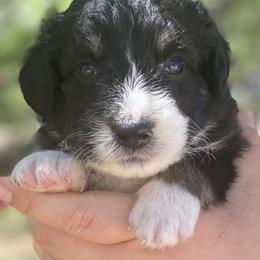 Boy 1 - Aussiedoodle puppy in Clyde, Texas from W7 Doodles