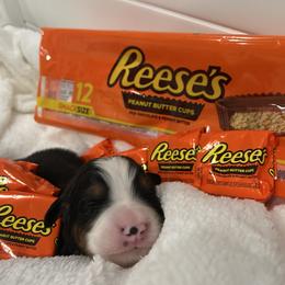 Reese's - Tri-color male Bernese Mountain Dog puppy in Gardner, Kansas from Faith and Family Farm