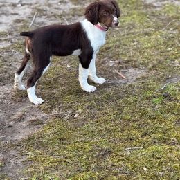 Boykin Spaniel and Brittany Puppies from Brier Ridge Kennels & Outfitters