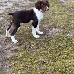 Boykin Spaniel and Brittany Puppies from Brier Ridge Kennels & Outfitters