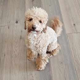 darcy - Goldendoodle