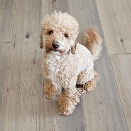 darcy - Goldendoodle
