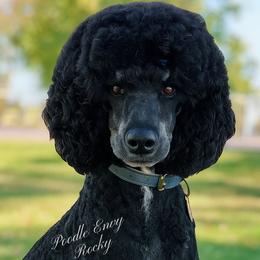 Rocky - Poodle