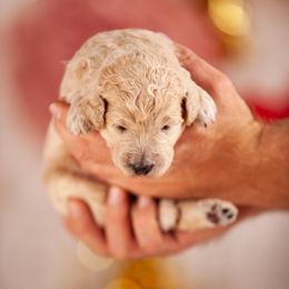 Poodle Puppies from Setting the Standard Poodles