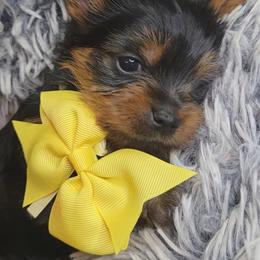 Yorkshire Terrier Puppies from Mike's Yorkies
