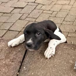 Boy 4 - Liver and white male German Shorthaired Pointer puppy in Keswick, Virginia from Copper Ridge Stables