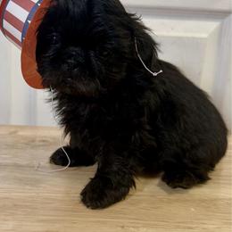 Claudia - Black female Shih Tzu puppy in Warrior, Alabama from The Anderson Farms Kennel