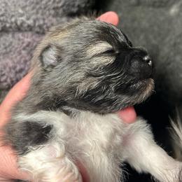 Cedar - Black and brindle female Pomeranian puppy in Zavalla, Texas from Precious Puff Poms