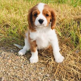 Cavalier King Charles Spaniel Puppies from Blueberry Hill Cavaliers