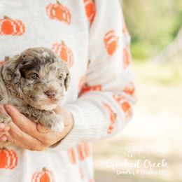 Boy 3 - Merle male Goldendoodle puppy in Woodruff, South Carolina from Crooked Creek Doodles and Poodles