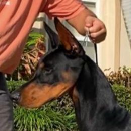 Doberman Pinschers from AMonde Dobermans