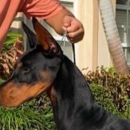 Doberman Pinschers from AMonde Dobermans