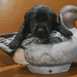 Penny - Black female Labrador Retriever puppy in Miami Beach, Florida from AAA Ranch