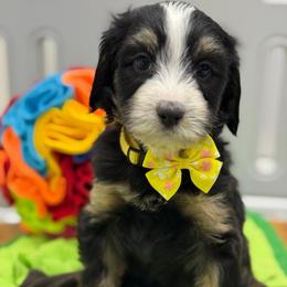 Ember - Tri-color female Bernedoodle puppy in Yuciapa, California from AlltheDoodlez_